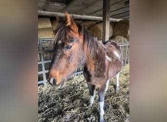 Weitere Ponys/Kleinpferde Mix, Stute, 8 Jahre, Tobiano-alle-Farben