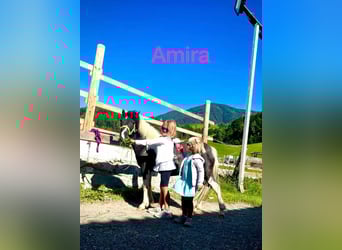 Weitere Ponys/Kleinpferde Mix, Stute, 9 Jahre, 110 cm, Schecke