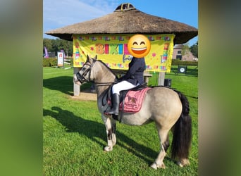 Weitere Ponys/Kleinpferde, Stute, 9 Jahre, 115 cm