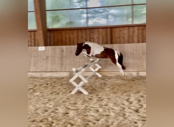 Weitere Ponys/Kleinpferde Mix, Stute, 9 Jahre, 115 cm, Schecke
