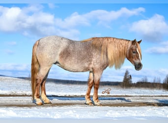 Weitere Ponys/Kleinpferde, Stute, 9 Jahre, 117 cm, Roan-Red