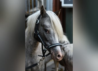 Weitere Ponys/Kleinpferde, Stute, 9 Jahre, 118 cm, Tigerschecke