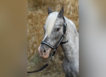 Weitere Ponys/Kleinpferde, Stute, 9 Jahre, 118 cm, Tigerschecke
