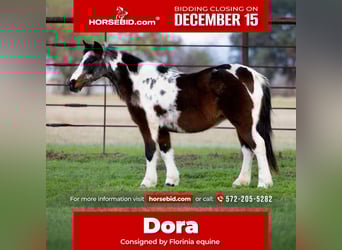 Weitere Ponys/Kleinpferde, Stute, 9 Jahre, 119 cm, Roan-Bay