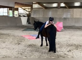 Weitere Ponys/Kleinpferde, Stute, 9 Jahre, 120 cm, Brauner