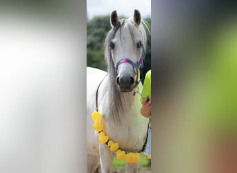Weitere Ponys/Kleinpferde, Stute, 9 Jahre, 122 cm, Blauschimmel