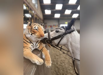 Weitere Ponys/Kleinpferde, Stute, 9 Jahre, 122 cm, Blauschimmel
