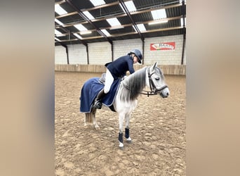Weitere Ponys/Kleinpferde, Stute, 9 Jahre, 122 cm, Blauschimmel