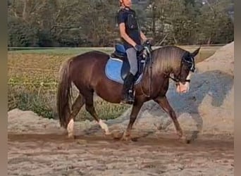 Weitere Ponys/Kleinpferde, Stute, 9 Jahre, 127 cm, Dunkelfuchs