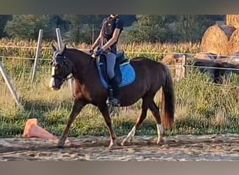 Weitere Ponys/Kleinpferde, Stute, 9 Jahre, 127 cm, Dunkelfuchs