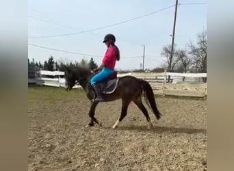 Weitere Ponys/Kleinpferde, Stute, 9 Jahre, 130 cm, Dunkelbrauner