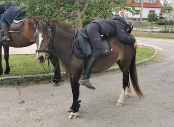 Weitere Ponys/Kleinpferde, Stute, 9 Jahre, 130 cm, Dunkelbrauner