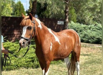 Weitere Ponys/Kleinpferde, Stute, 9 Jahre, 133 cm, Schecke