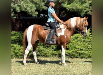 Weitere Ponys/Kleinpferde, Stute, 9 Jahre, 133 cm, Schecke