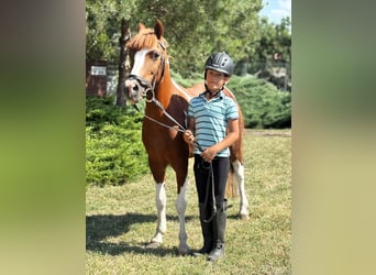 Weitere Ponys/Kleinpferde, Stute, 9 Jahre, 133 cm, Schecke