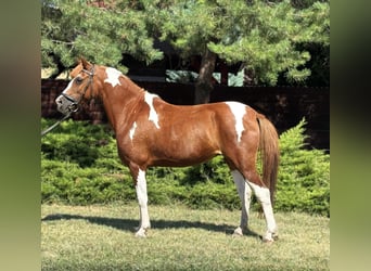 Weitere Ponys/Kleinpferde, Stute, 9 Jahre, 133 cm, Schecke