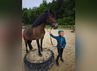 Weitere Ponys/Kleinpferde Mix, Stute, 9 Jahre, 136 cm, Brauner