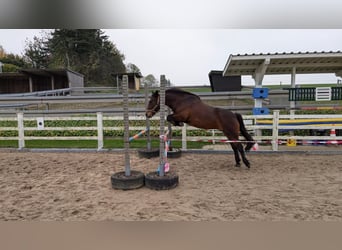 Weitere Ponys/Kleinpferde Mix, Stute, 9 Jahre, 136 cm, Brauner