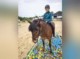 Weitere Ponys/Kleinpferde Mix, Stute, 9 Jahre, 136 cm, Brauner