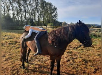 Weitere Ponys/Kleinpferde Mix, Stute, 9 Jahre, 136 cm, Brauner