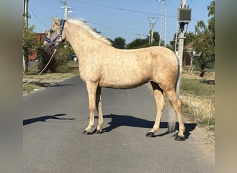 Weitere Ponys/Kleinpferde, Stute, 9 Jahre, 142 cm, Palomino