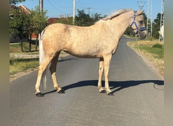 Weitere Ponys/Kleinpferde, Stute, 9 Jahre, 142 cm, Palomino