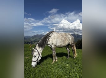 Weitere Ponys/Kleinpferde Mix, Stute, 9 Jahre, 144 cm, Apfelschimmel