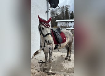 Weitere Ponys/Kleinpferde Mix, Stute, 9 Jahre, 144 cm, Apfelschimmel