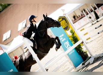 Weitere Ponys/Kleinpferde, Stute, 9 Jahre, 145 cm, Rappe