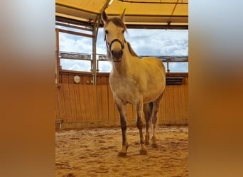 Weitere Ponys/Kleinpferde Mix, Stute, 9 Jahre, 146 cm, Blauschimmel