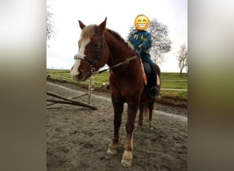 Weitere Ponys/Kleinpferde, Stute, 9 Jahre, 147 cm, Fuchs