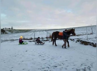 Weitere Ponys/Kleinpferde, Stute, 9 Jahre, 147 cm, Fuchs