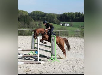 Weitere Ponys/Kleinpferde, Stute, 9 Jahre, 147 cm, Fuchs