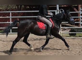 Weitere Ponys/Kleinpferde, Stute, 9 Jahre, 147 cm, Rappe