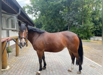Weitere Ponys/Kleinpferde, Stute, 9 Jahre, 148 cm, Brauner