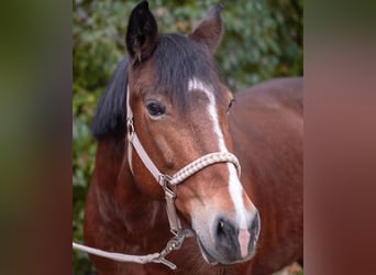 Weitere Ponys/Kleinpferde, Stute, 9 Jahre, 148 cm, Brauner