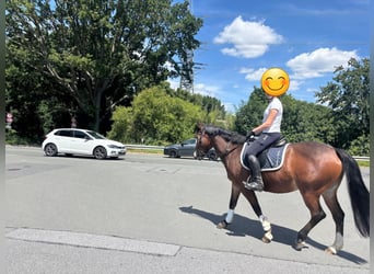 Weitere Ponys/Kleinpferde, Stute, 9 Jahre, 148 cm, Brauner