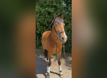 Weitere Ponys/Kleinpferde, Stute, 9 Jahre, 148 cm, Brauner