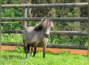 Weitere Ponys/Kleinpferde, Stute, 9 Jahre, 85 cm, Brauner