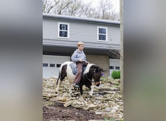 Weitere Ponys/Kleinpferde, Stute, 9 Jahre, 94 cm