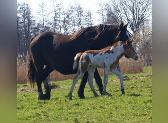 Weitere Ponys/Kleinpferde, Stute, Fohlen (03/2026), 152 cm, Schecke