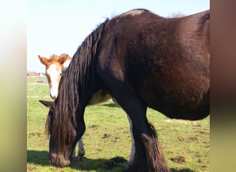Weitere Ponys/Kleinpferde, Stute, Fohlen (03/2026), 152 cm, Schecke