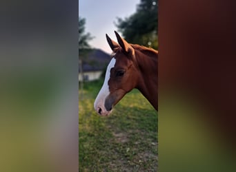 Weitere Ponys/Kleinpferde, Stute, Fohlen (04/2025), 162 cm, Fuchs