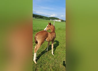 Weitere Ponys/Kleinpferde, Stute, Fohlen (04/2025), 162 cm, Fuchs