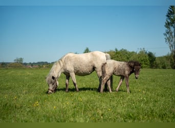 Weitere Ponys/Kleinpferde, Stute, Fohlen (04/2026), 90 cm, Tigerschecke