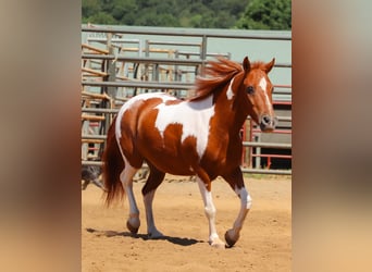 Weitere Ponys/Kleinpferde, Wallach, 10 Jahre, 102 cm, Schecke