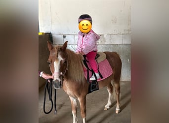 Weitere Ponys/Kleinpferde, Wallach, 10 Jahre, 110 cm, Fuchs
