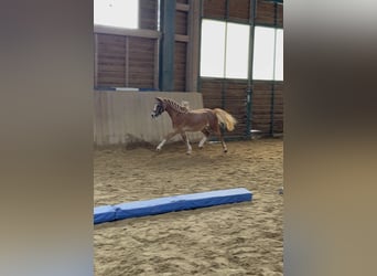Weitere Ponys/Kleinpferde, Wallach, 10 Jahre, 110 cm, Fuchs
