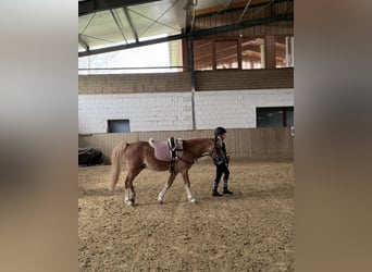Weitere Ponys/Kleinpferde, Wallach, 10 Jahre, 110 cm, Fuchs