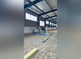 Weitere Ponys/Kleinpferde, Wallach, 10 Jahre, 110 cm, Fuchs